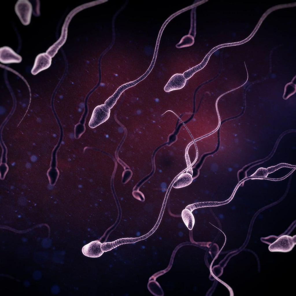 Sperm Analysis - Hawksley