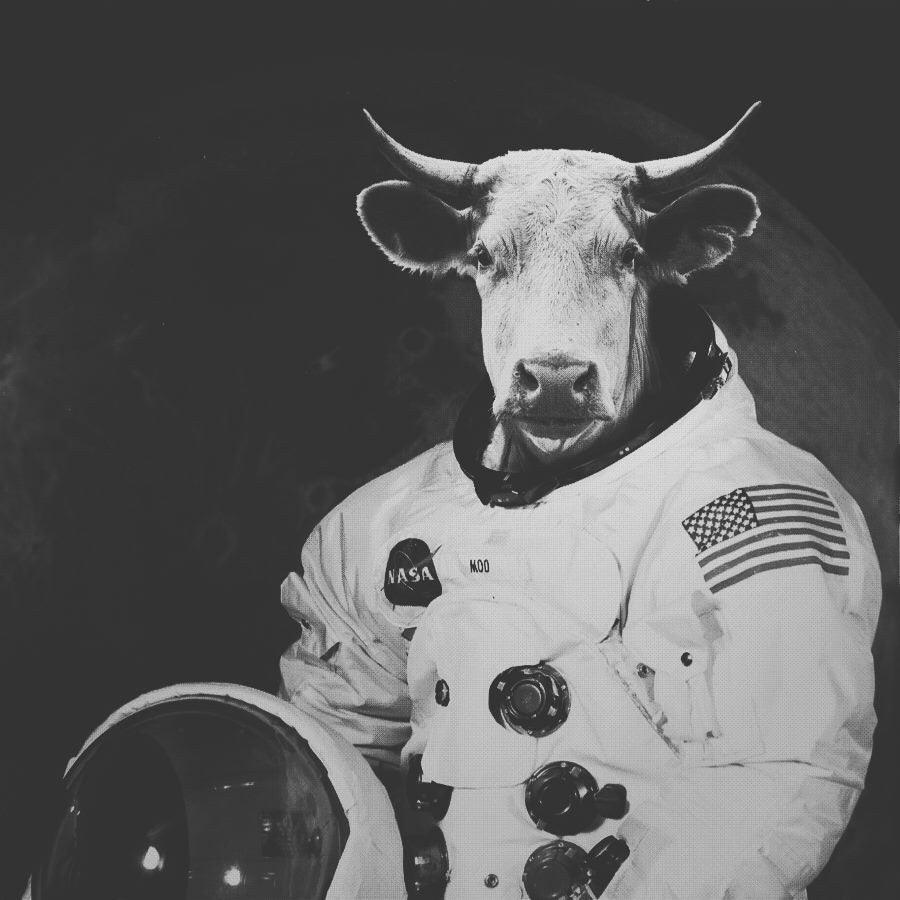 One Small Lancet from Man, One Giant Leap for Cowkind - Hawksley