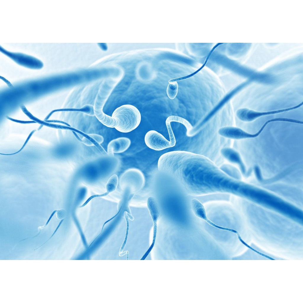 BioScreen Sperm Liquefaction Kit - Hawksley